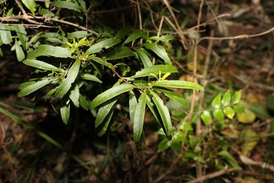 Myrsine angusta, photographed by Greg Tasney