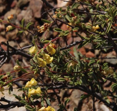 Hermannia odorata, photographed by Tony Rebelo