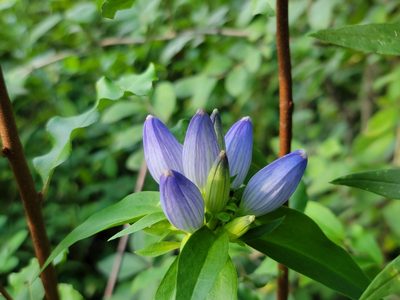 Gentiana andrewsii, photographed by Elias