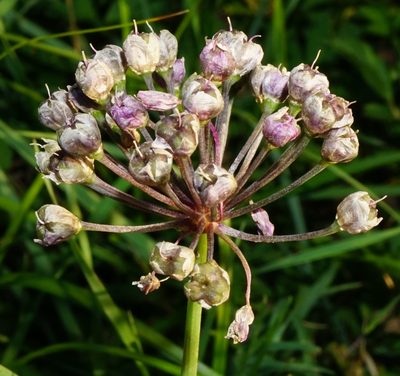 Allium angulosum, photographed by Patrick Hacker