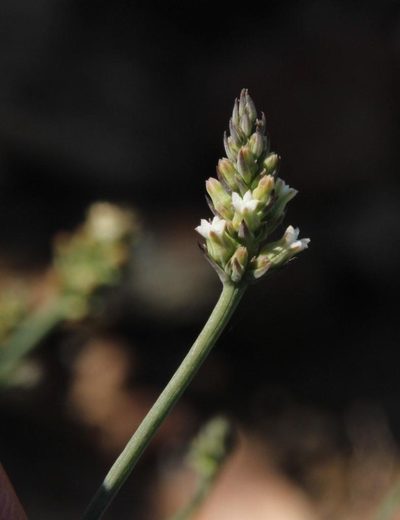 Thesium funale, photographed by Tony Rebelo