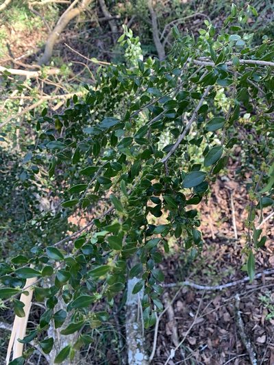 Azara microphylla, photographed by nitsuga74