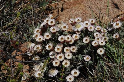 Helichrysum stoloniferum, photographed by Tony Rebelo