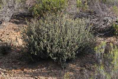Wahlenbergia nodosa, photographed by Tony Rebelo