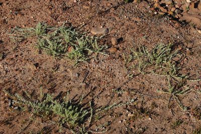 Gnaphalium declinatum, photographed by Tony Rebelo