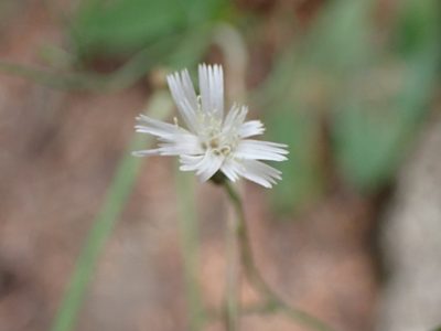 Hieracium albiflorum, photographed by Randal