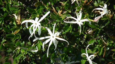 Jasminum multipartitum, photographed by Shaun Swanepoel