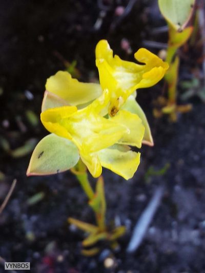 Ceratandra bicolor, photographed by Chris Vynbos