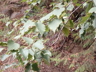 Betula occidentalis, photographed by Randal