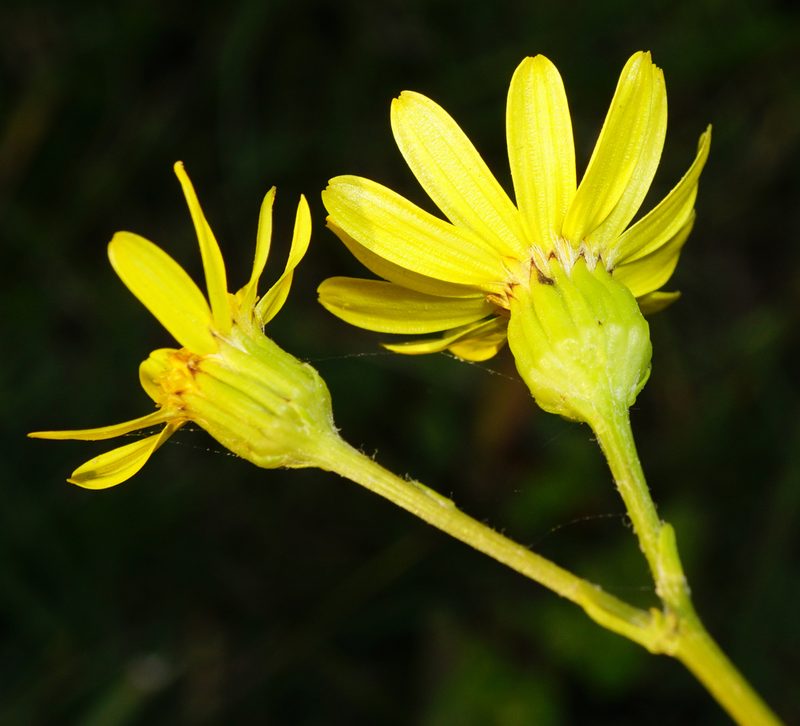 Jacobaea erratica, photographed by Patrick Hacker