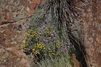 Helichrysum trilineatum, photographed by Tony Rebelo