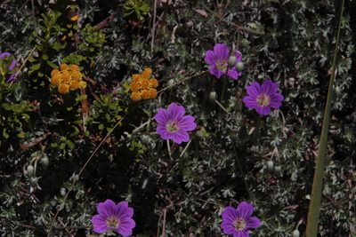 Geranium harveyi, photographed by Tony Rebelo