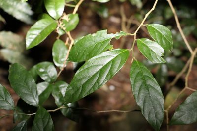 Alangium villosum, photographed by Greg Tasney