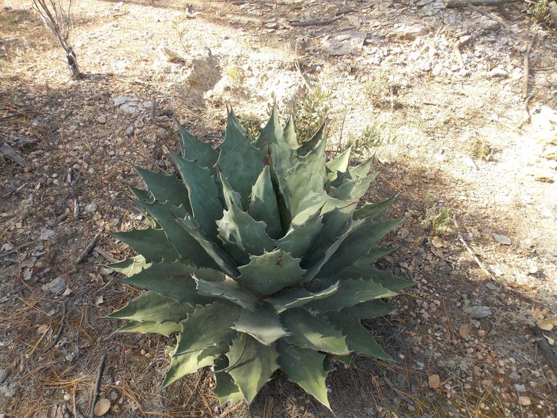 Agave wocomahi, photographed by Alejandro Sigala Chávez