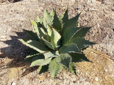 Agave wocomahi, photographed by Alejandro Sigala Chávez