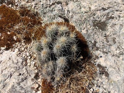 Echinocereus salm-dyckianus, photographed by Alejandro Sigala Chávez