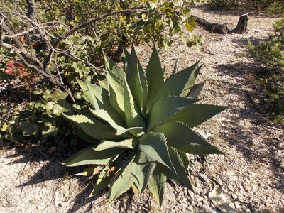 Agave wocomahi, photographed by Alejandro Sigala Chávez