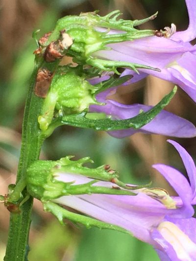 Lobelia georgiana, photographed by Becky Dill