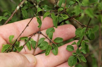 Tinnea rhodesiana, photographed by Wynand Uys