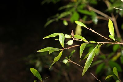 Persoonia iogyna, photographed by Greg Tasney
