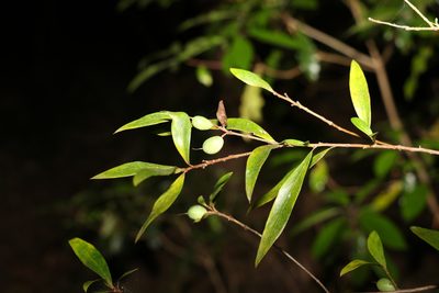 Persoonia iogyna, photographed by Greg Tasney