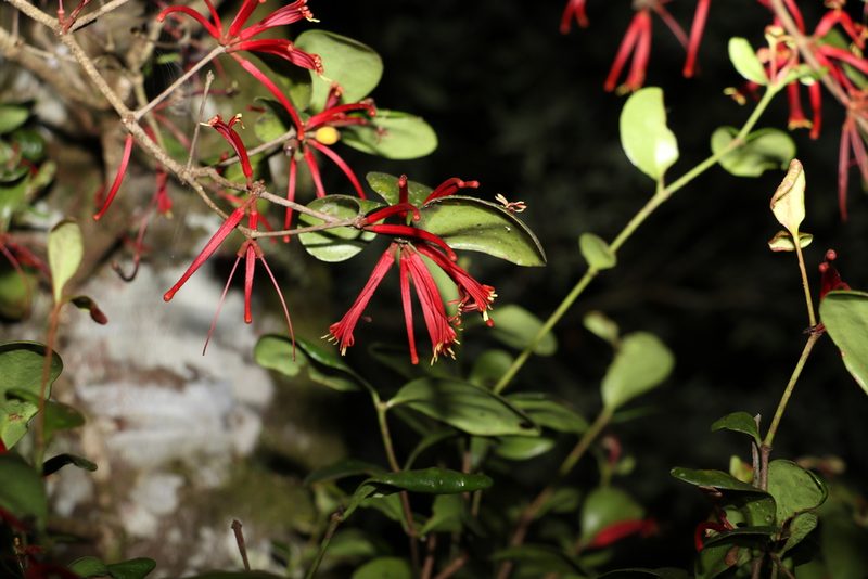 Benthamina alyxifolia, photographed by Greg Tasney