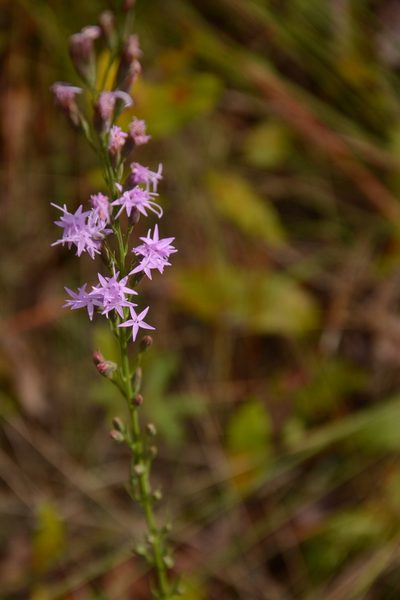 Liatris pauciflora, photographed by Siddarth Machado