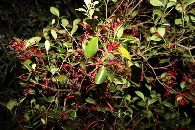 Benthamina alyxifolia, photographed by Greg Tasney