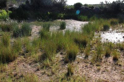 Eleocharis limosa, photographed by Tony Rebelo