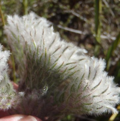 Phylica meyeri, photographed by Nicola van Berkel
