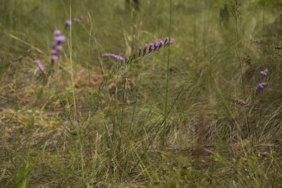 Liatris pauciflora, photographed by Siddarth Machado