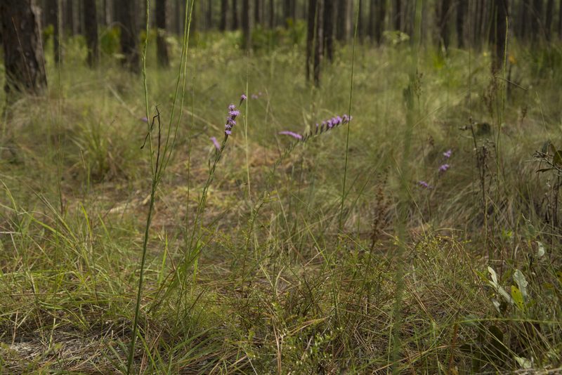 Liatris pauciflora, photographed by Siddarth Machado