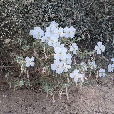Oenothera pallida, photographed by Dominic Gentilcore