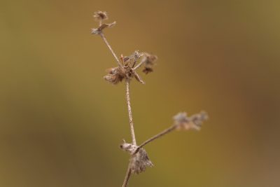 Alchemilla hirsuticaulis, photographed by Вячеслав Юсупов