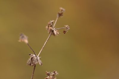 Alchemilla hirsuticaulis, photographed by Вячеслав Юсупов
