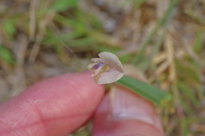 Strophostyles leiosperma, photographed by Michelle W. （鍾偉瑋）