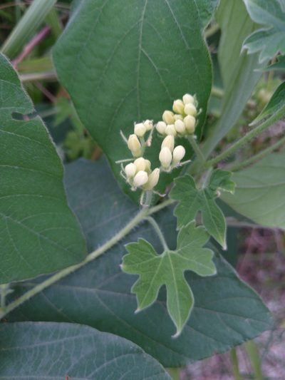 Gronovia scandens, photographed by Jordi Martínez Martínez
