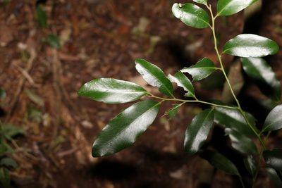 Diospyros australis, photographed by Greg Tasney