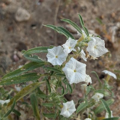 Euploca convolvulacea, photographed by Dominic Gentilcore