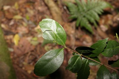 Cyclophyllum longipetalum, photographed by Greg Tasney