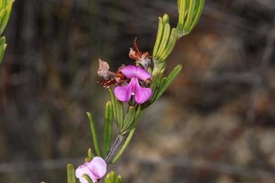 Indigofera sulcata, photographed by Brian du Preez