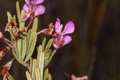 Indigofera sulcata, photographed by Brian du Preez