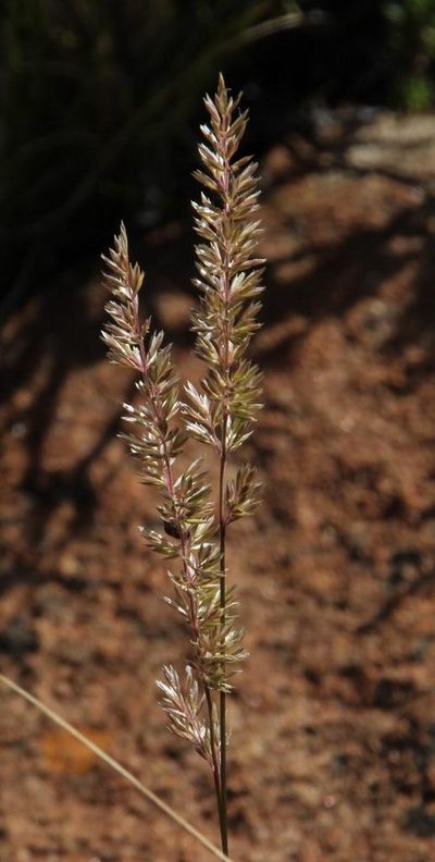 Koeleria capensis, photographed by Tony Rebelo
