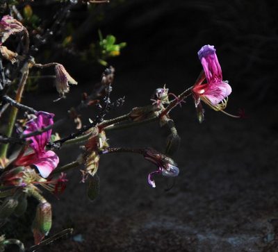 Pelargonium griseum, photographed by Tony Rebelo