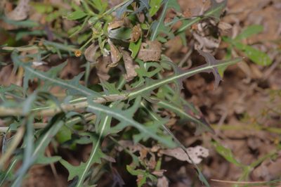 Lactuca saligna, photographed by Michelle W. （鍾偉瑋）