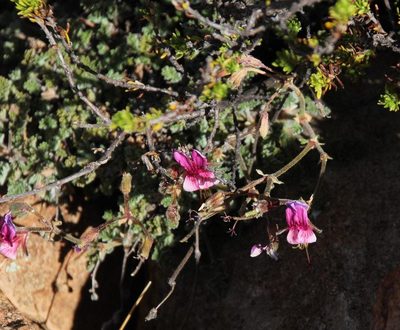 Pelargonium griseum, photographed by Tony Rebelo