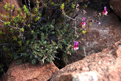 Pelargonium griseum, photographed by Tony Rebelo