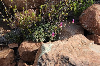 Pelargonium griseum, photographed by Tony Rebelo
