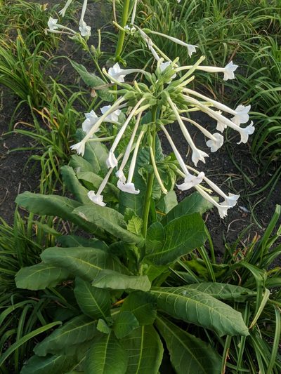 Nicotiana sylvestris, photographed by vlsd