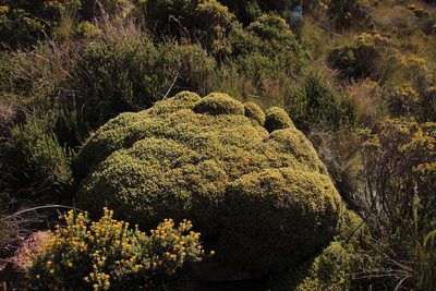 Ruschia nonimpressa, photographed by Tony Rebelo